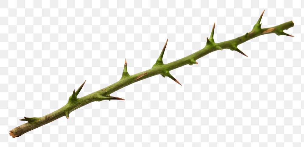 PNG  Green thorns branch plant leaf white background. AI generated Image by rawpixel.