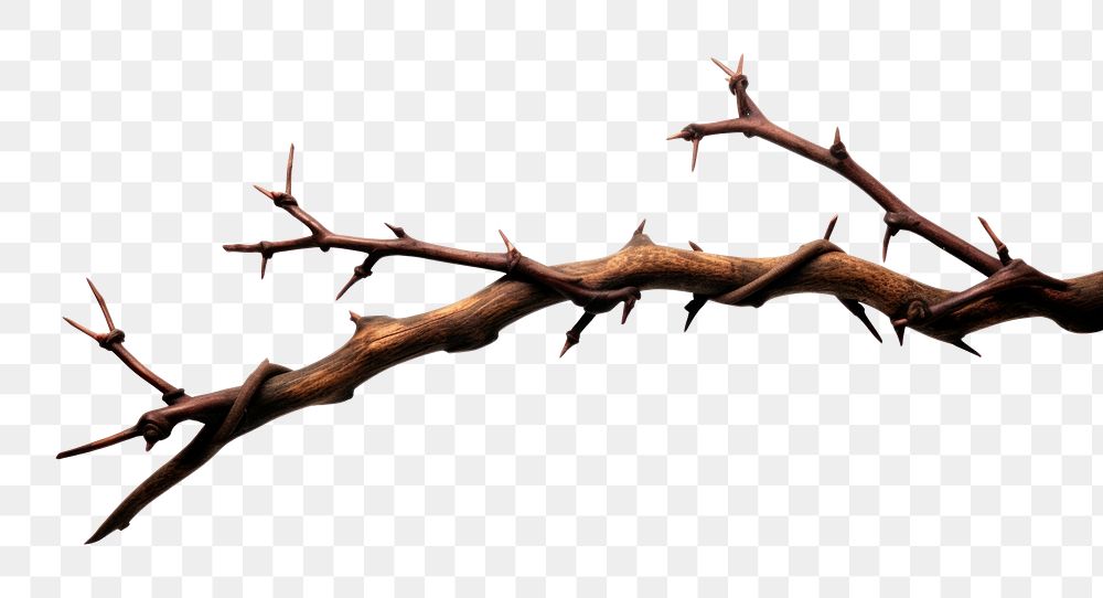 PNG  Thorns branch white background driftwood nature. AI generated Image by rawpixel.
