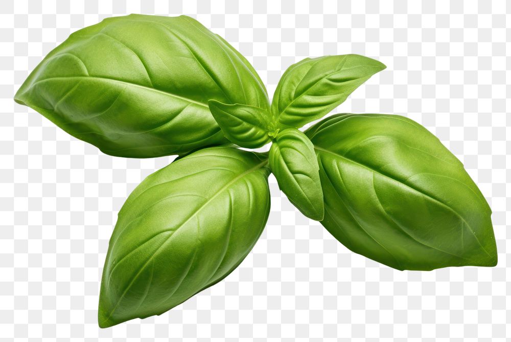 PNG  Basil plant herbs leaf. AI generated Image by rawpixel.