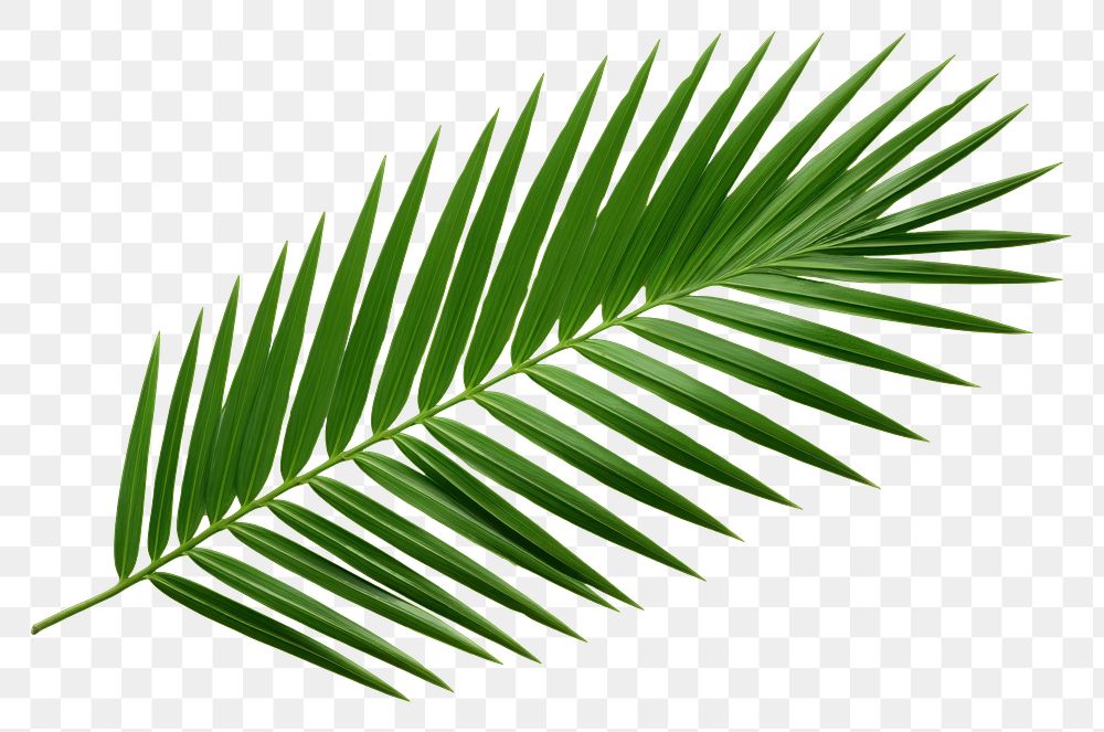 PNG  A mini palm leaf plant tree white background. AI generated Image by rawpixel.