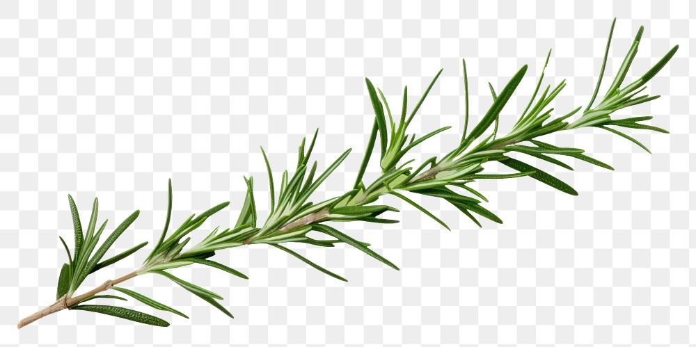 PNG  A rosemary branch plant herbs fir. AI generated Image by rawpixel.