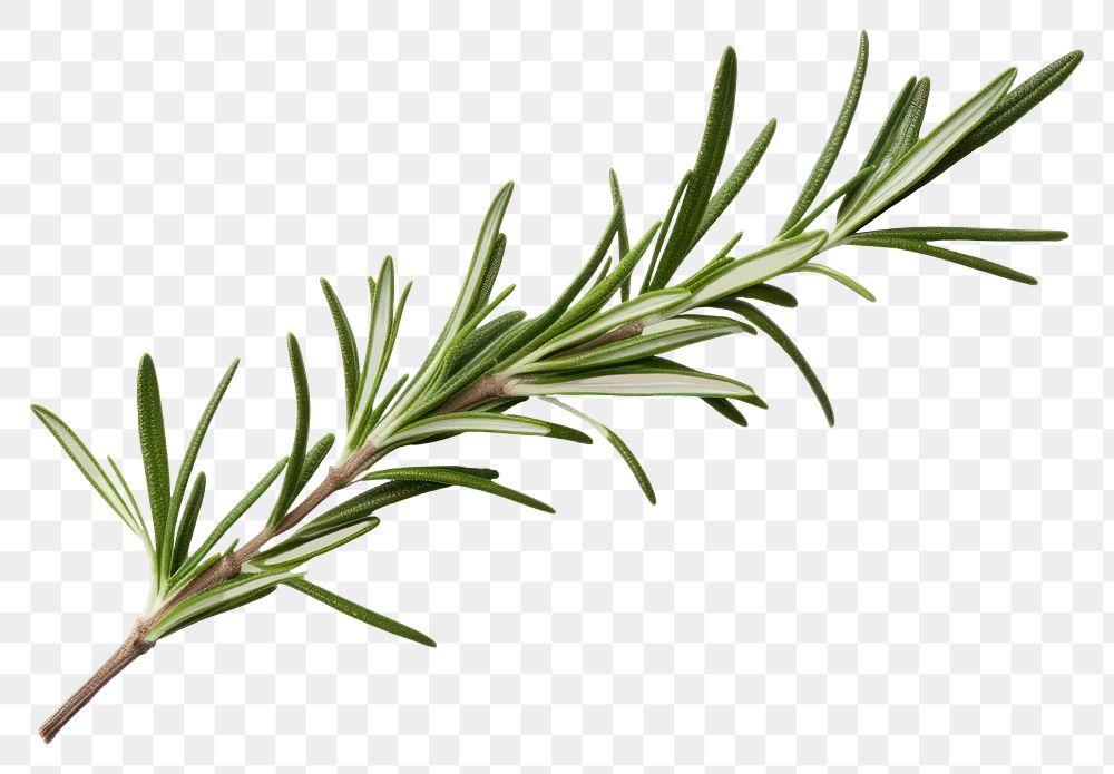 PNG rosemary branch plant herbs | Premium PNG - rawpixel