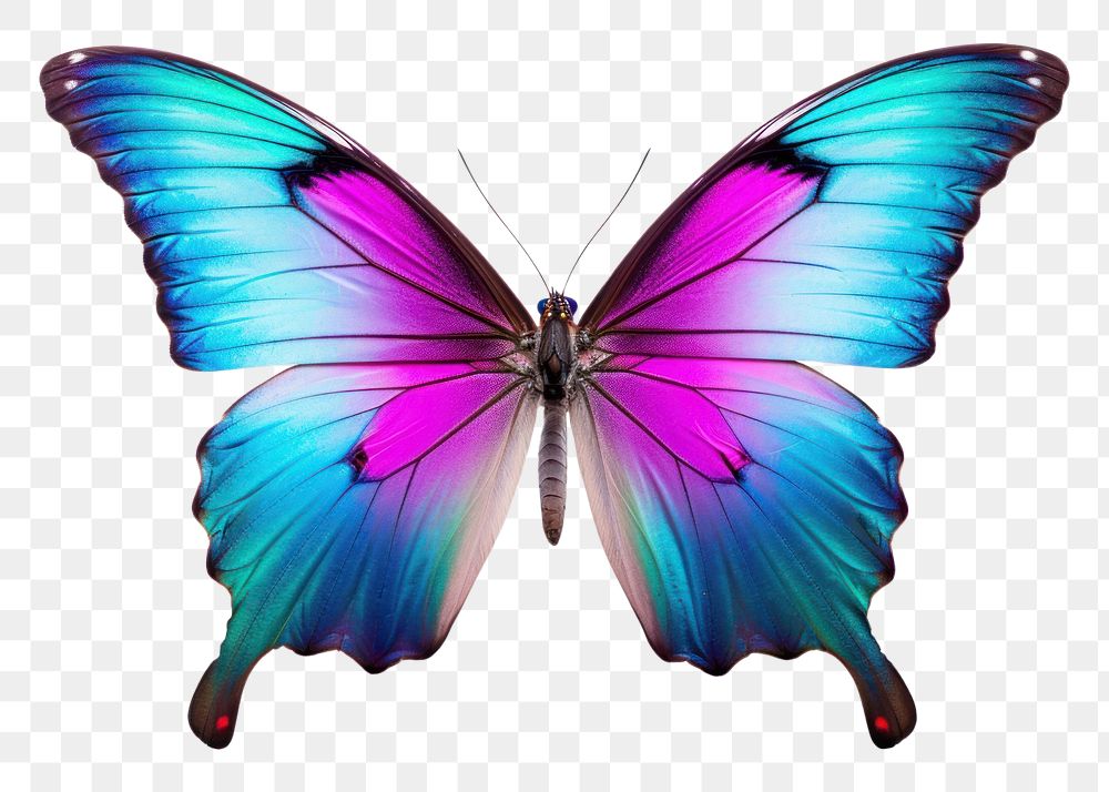 PNG  Butterfly butterfly animal insect. AI generated Image by rawpixel.
