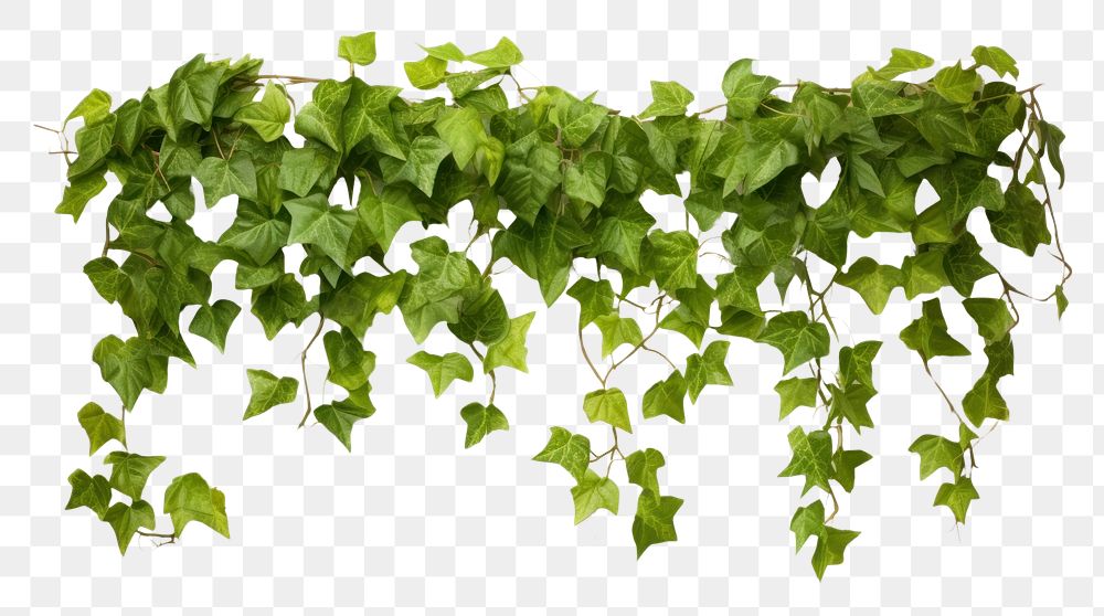 PNG Ivy plant leaf white background