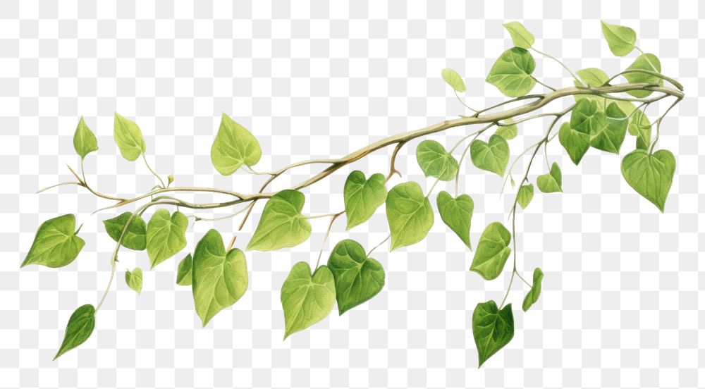 PNG  A Vine plant green leaf vine. AI generated Image by rawpixel.