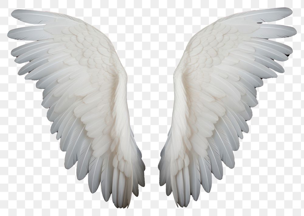 PNG White angel wing flying bird black background. AI generated Image by rawpixel.