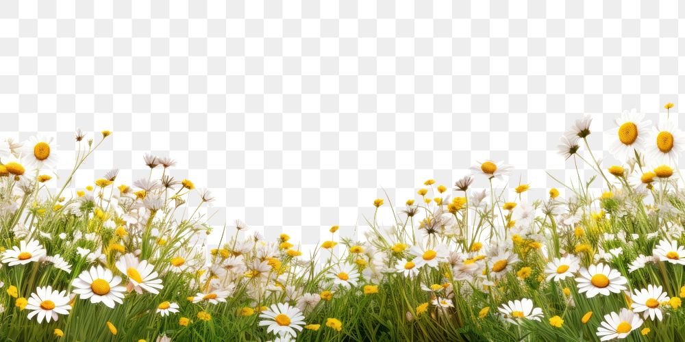 PNG daisies border, transparent background