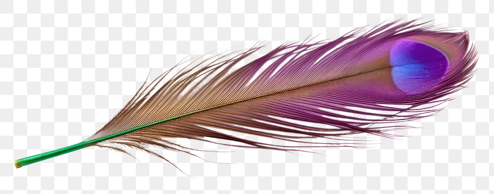 PNG  Peacock feather peacock violet white background. AI generated Image by rawpixel.