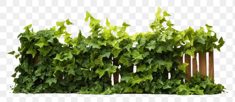 PNG  Green leaves fence plant leaf ivy. AI generated Image by rawpixel.
