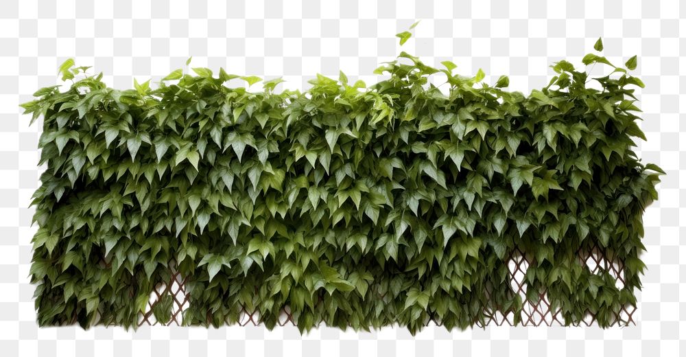 PNG  Green leaves fence plant hedge leaf. AI generated Image by rawpixel.