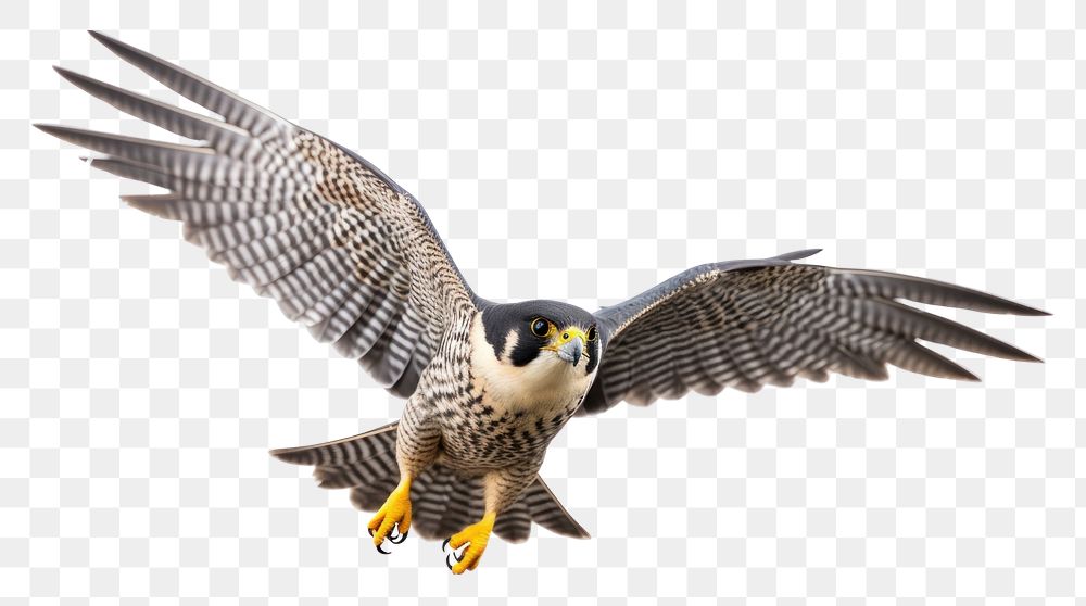 PNG  Peregrine falcon in flight buzzard animal bird