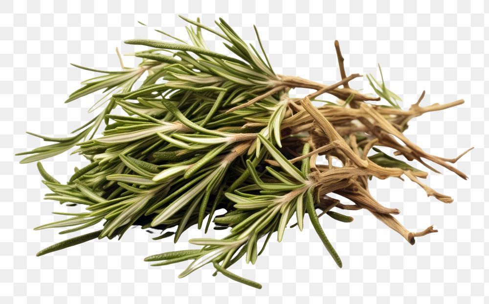 PNG  Rosemary plant herbs food. AI generated Image by rawpixel.