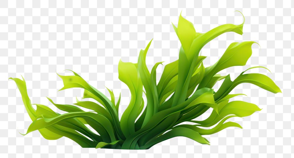 PNG Seaweed plant green leaf. AI generated Image by rawpixel.