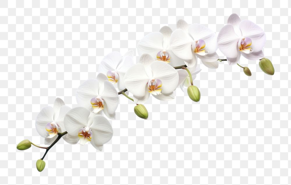 PNG Orchid flower plant white. AI generated Image by rawpixel.