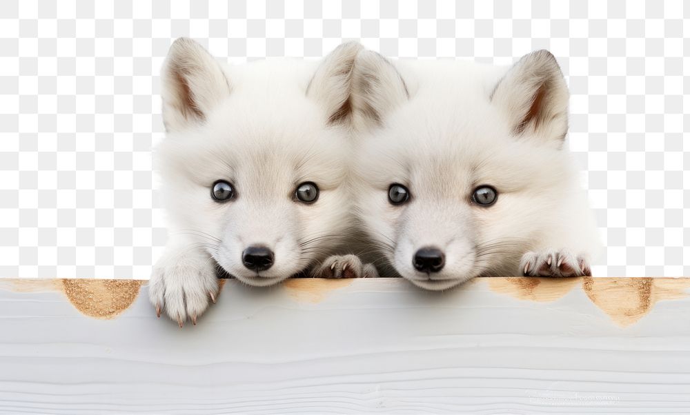 PNG Two Arctic Foxs peeking mammal animal. AI generated Image by rawpixel.
