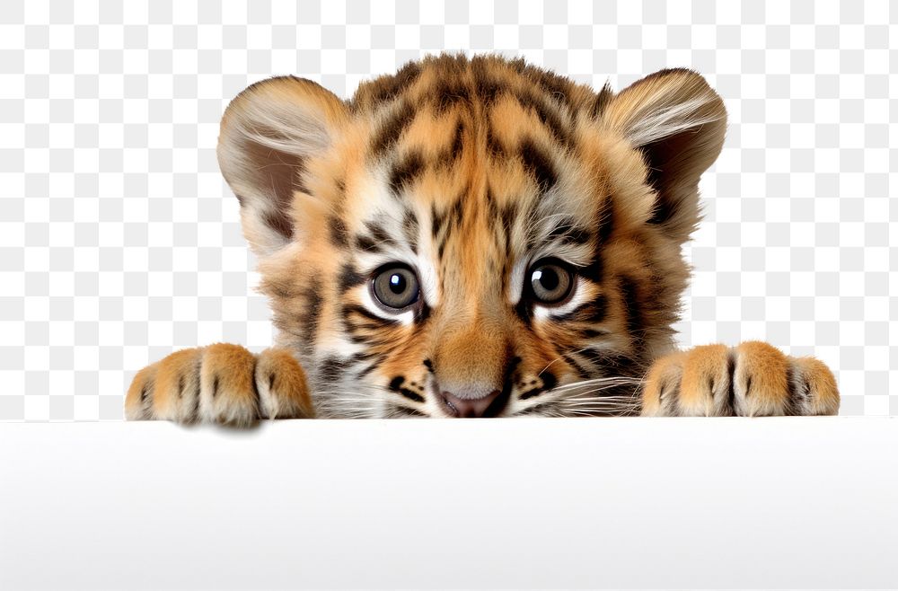 PNG Baby tiger wildlife peeking animal. AI generated Image by rawpixel.