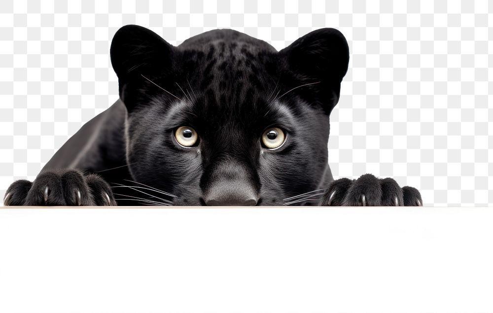 PNG Black panther tiger wildlife peeking animal. AI generated Image by rawpixel.