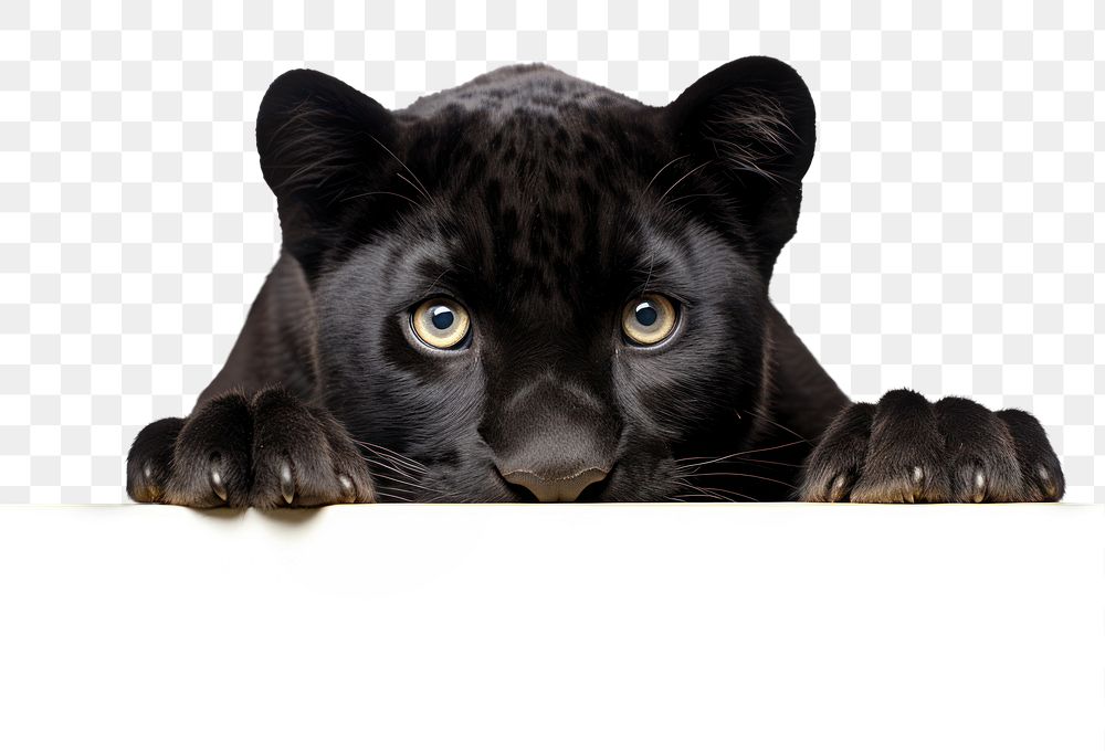 PNG Black panther tiger wildlife animal mammal. AI generated Image by rawpixel.