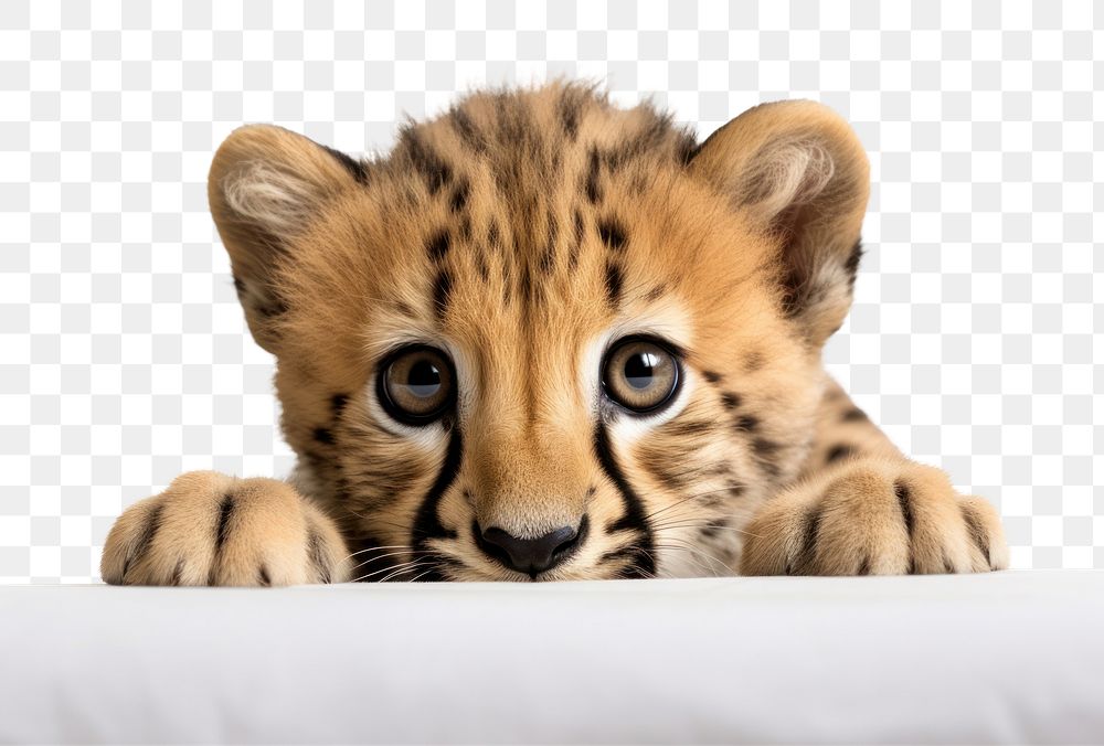 PNG Cheetah tiger wildlife leopard animal. AI generated Image by rawpixel.