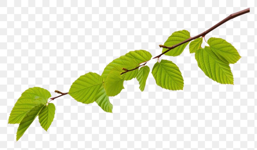 PNG  Beech leaves tree branch plant. AI generated Image by rawpixel.