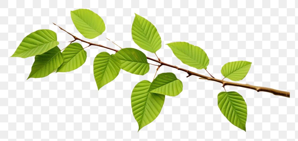 PNG  Beech leaves tree branch plant. AI generated Image by rawpixel.