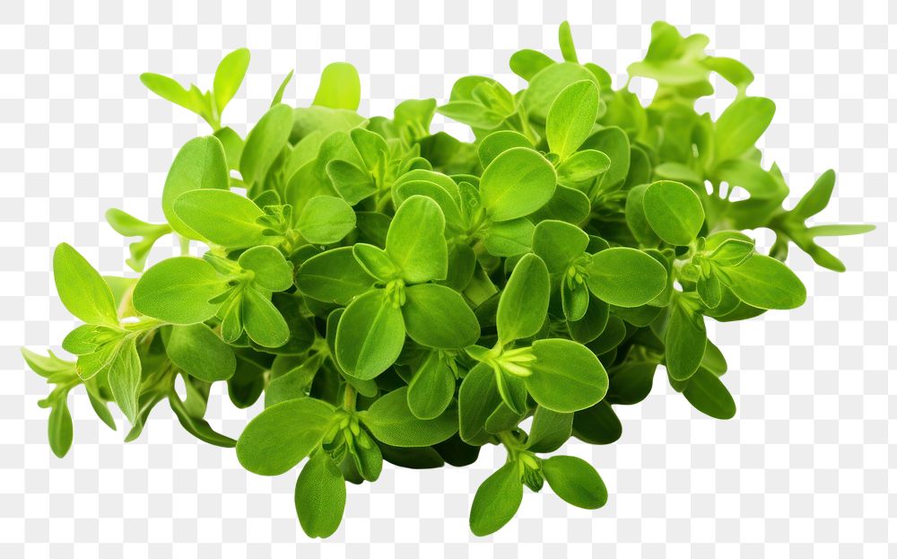 PNG  Thyme herbs plant leaf. AI generated Image by rawpixel.