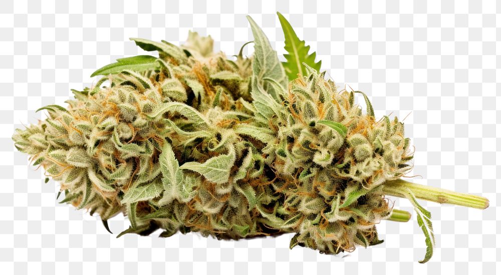 PNG Marijuana bud plant leaf. AI generated Image by rawpixel.