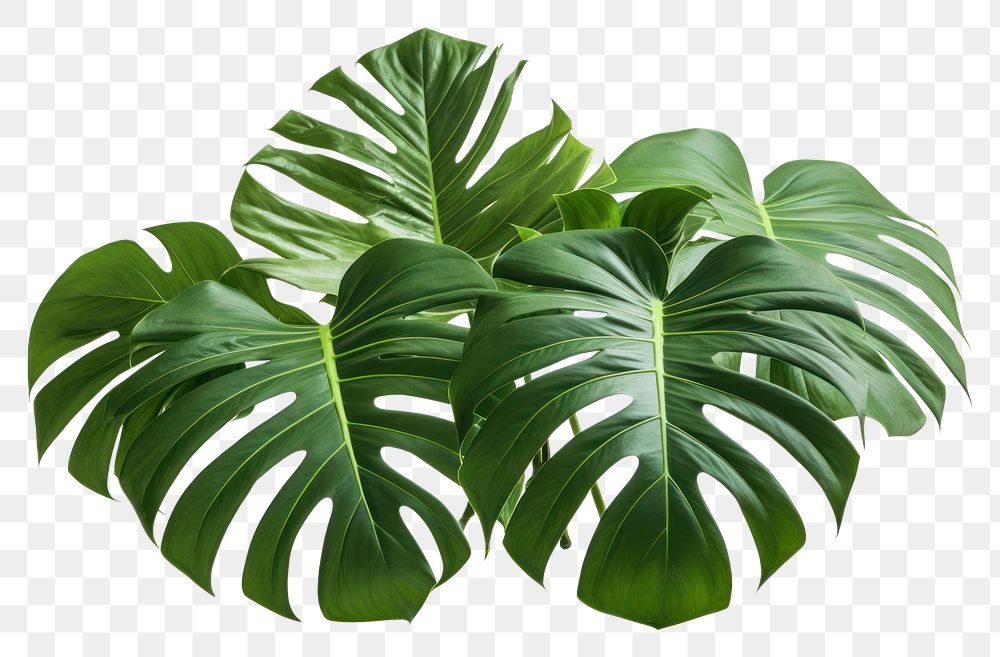 PNG  Monstera Albo Borsigiana plant leaf white background. AI generated Image by rawpixel.