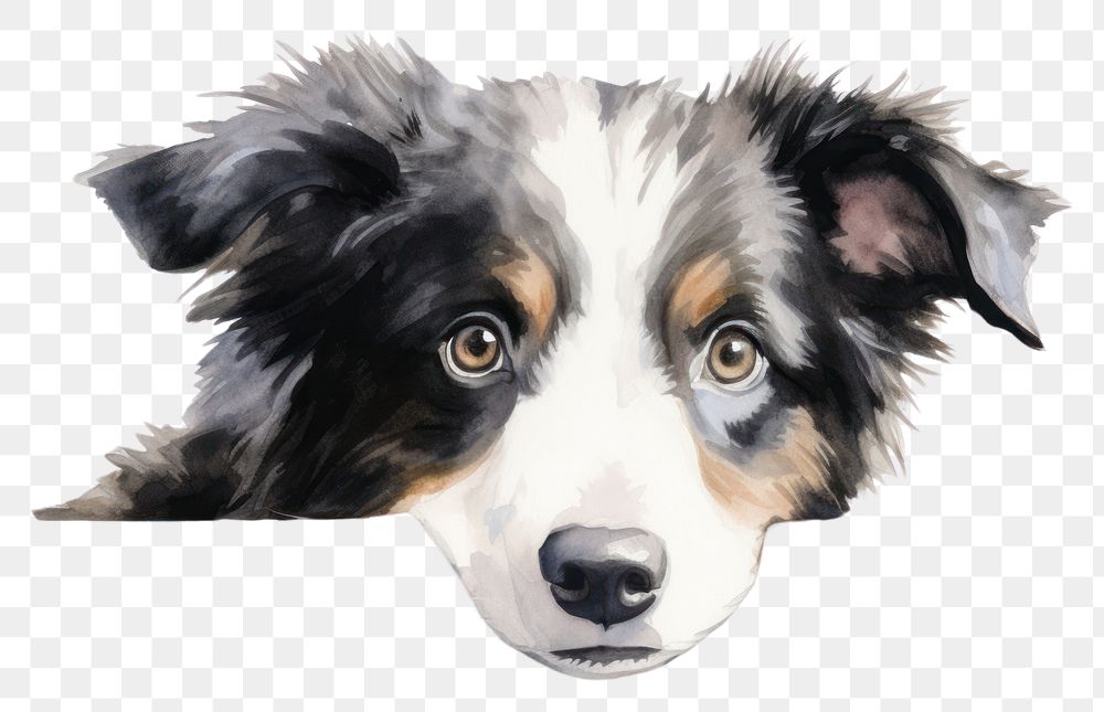 PNG Collie dog mammal animal collie. AI generated Image by rawpixel.