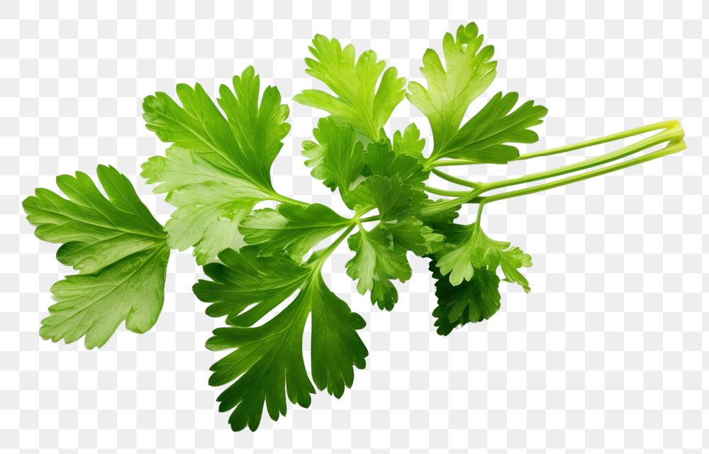 PNG  Parsley herb parsley herbs plant. AI generated Image by rawpixel.