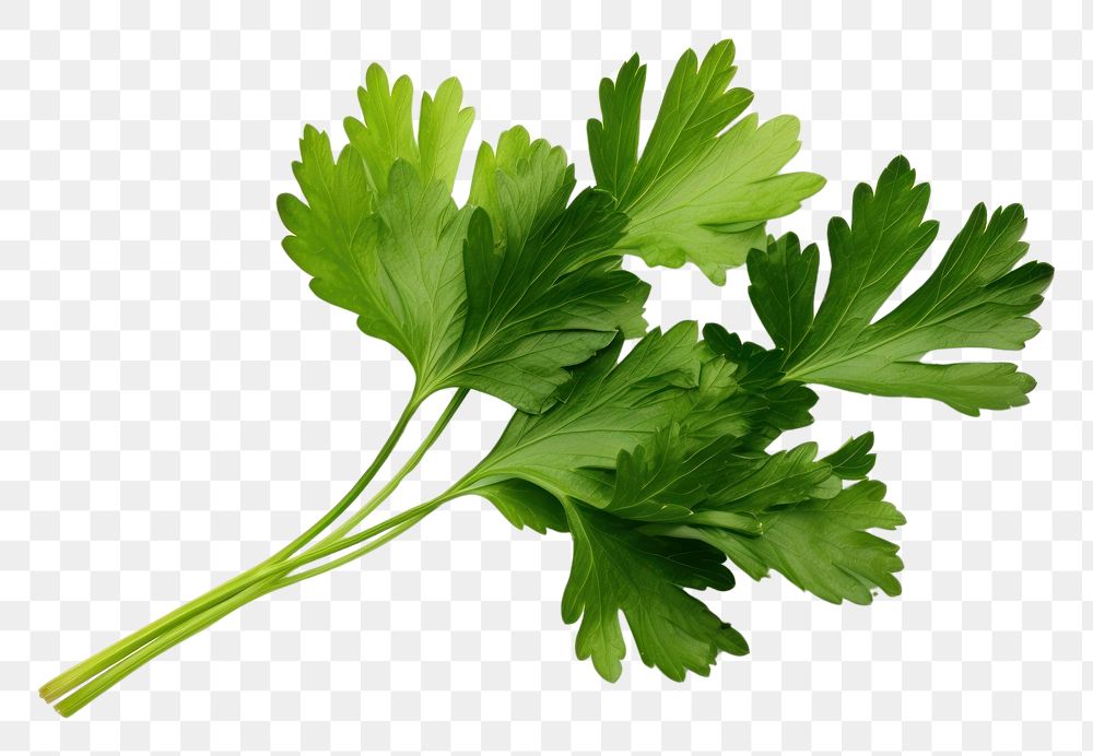 PNG  Parsley herb parsley herbs plant. AI generated Image by rawpixel.