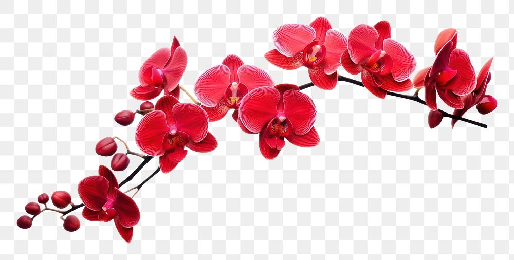 PNG Red orchid blossom flower plant. AI generated Image by rawpixel.