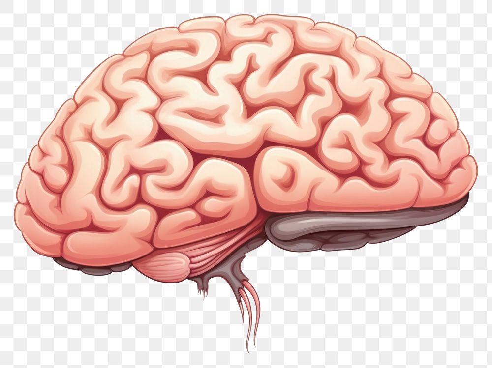 PNG Brain drawing white background outdoors. AI generated Image by rawpixel.
