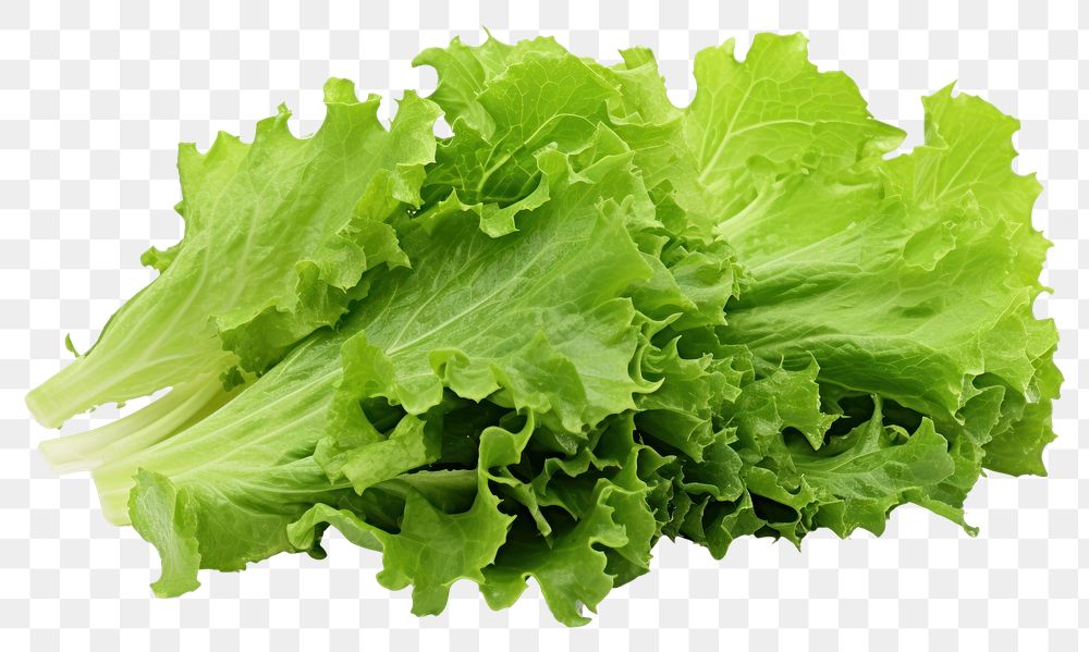 PNG  Freshness green oak lettuce leaves vegetable plant food. AI generated Image by rawpixel.