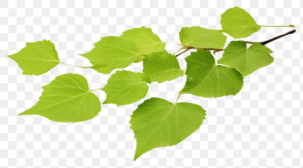 PNG Greem birch leaves plant green herbs. 