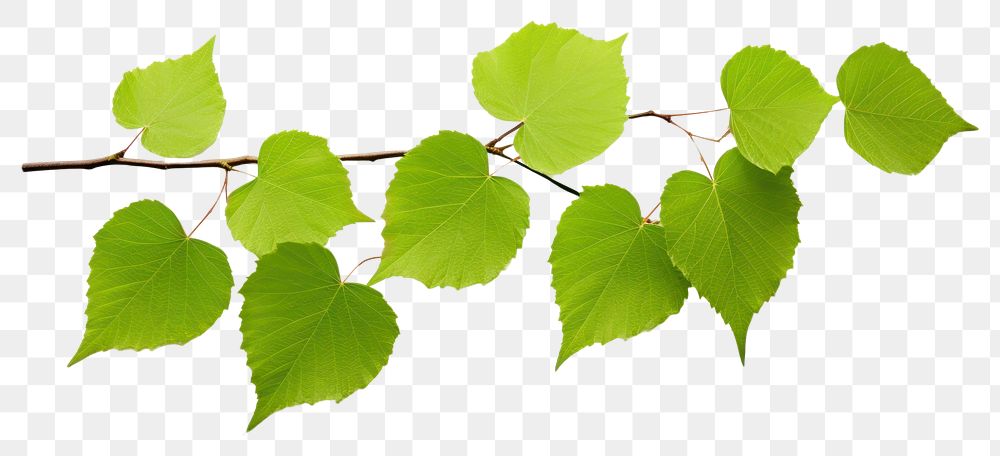 PNG  Green birch leaves plant leaf white background. AI generated Image by rawpixel.