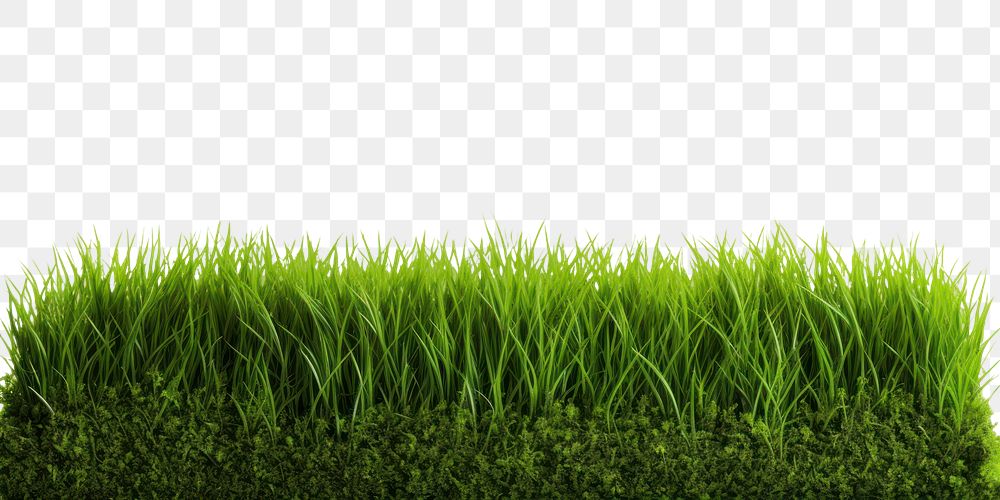 PNG  Green grass border plant lawn white background. AI generated Image by rawpixel.