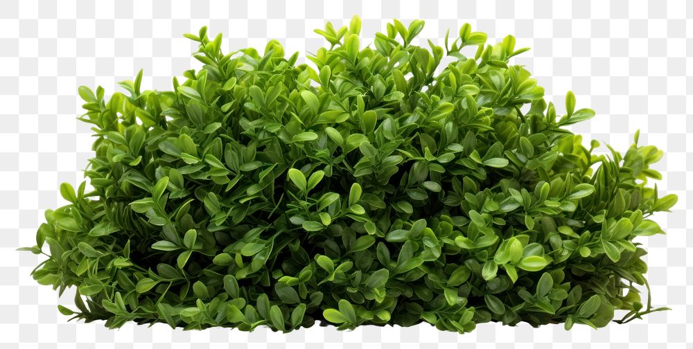 PNG  Green light bush plant herbs leaf