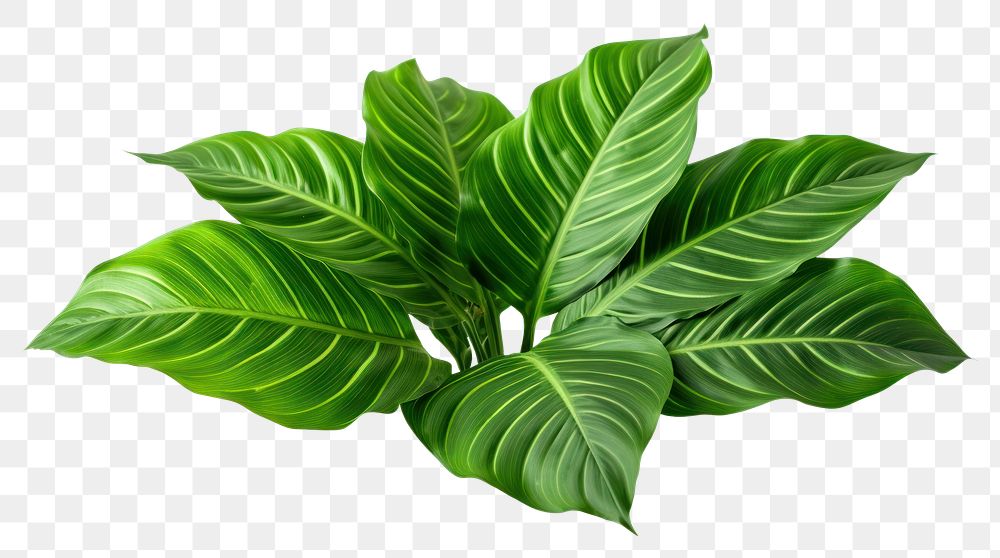 PNG  Calathea Orbifolia green natural leaves plant leaf white background. AI generated Image by rawpixel.