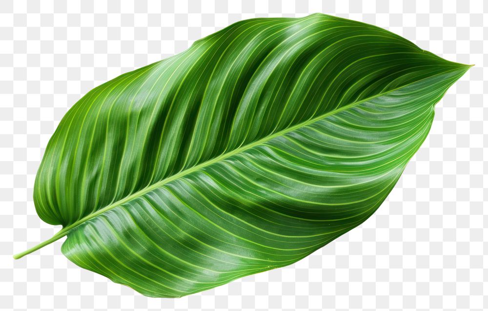 PNG  Calathea Orbifolia green natural leaf plant white background xanthosoma. AI generated Image by rawpixel.