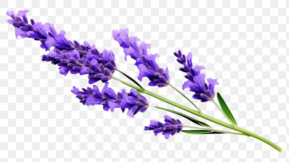 PNG  Lavender flower blossom plant. AI generated Image by rawpixel.