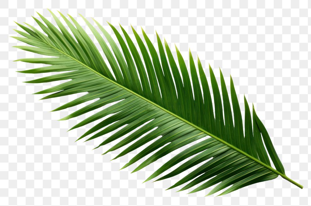 PNG  Leaf tree plant white background. AI generated Image by rawpixel.