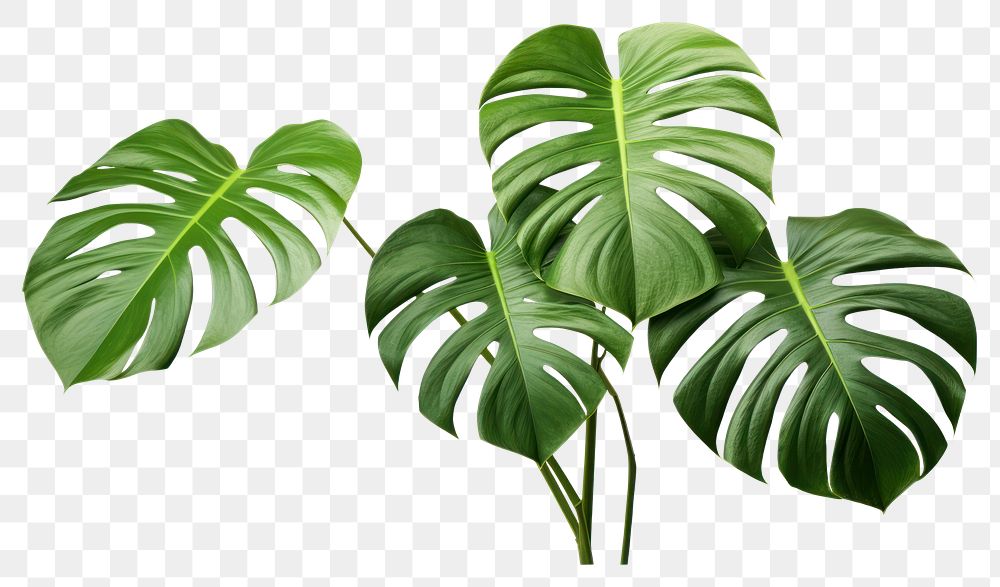 PNG  Plant leaf white background xanthosoma. AI generated Image by rawpixel.