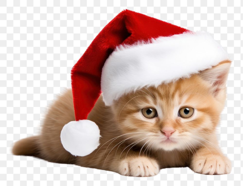 PNG Animal wearing christmas hat mammal kitten pet. AI generated Image by rawpixel.