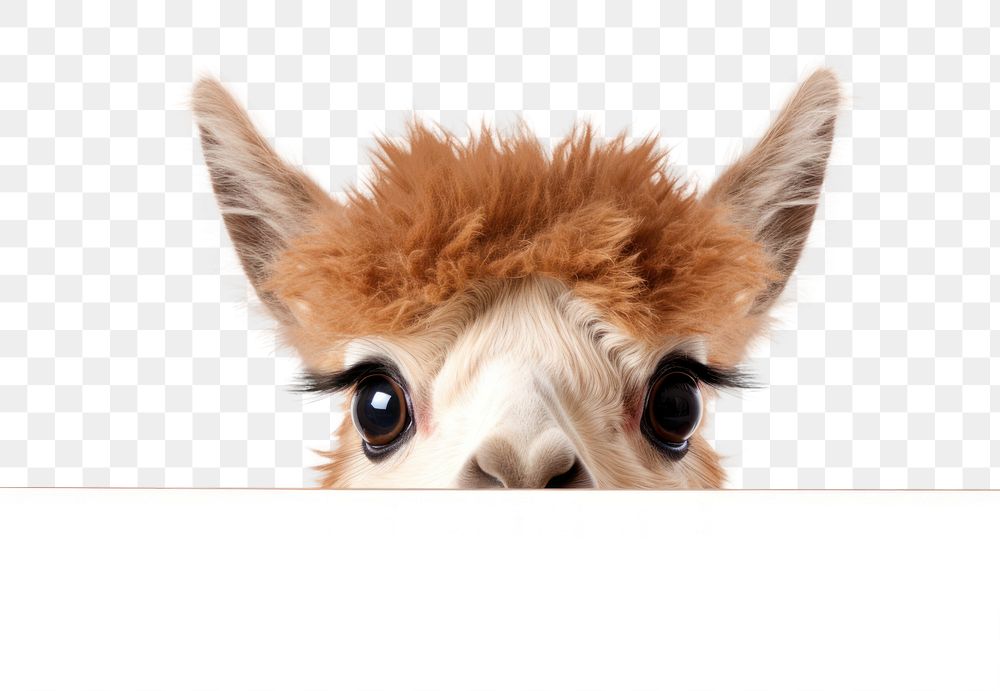 PNG Alpaca peeking mammal animal. 