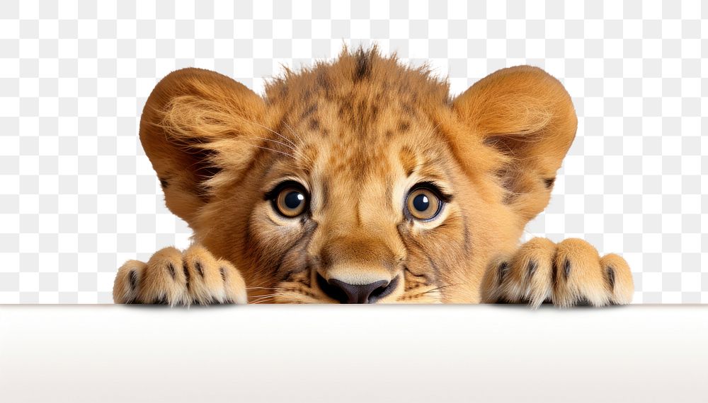 PNG Lion wildlife cheetah mammal. AI generated Image by rawpixel.