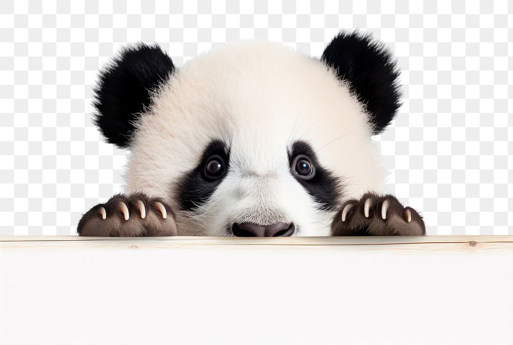 PNG Panda wildlife animal mammal. AI generated Image by rawpixel.
