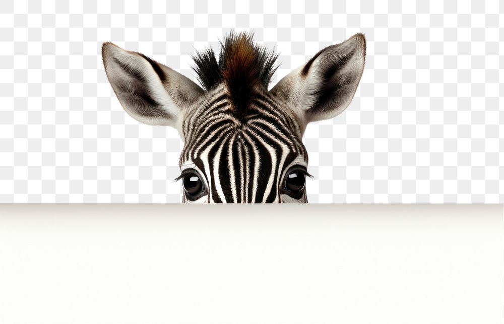 PNG Zebra wildlife peeking animal. AI generated Image by rawpixel.