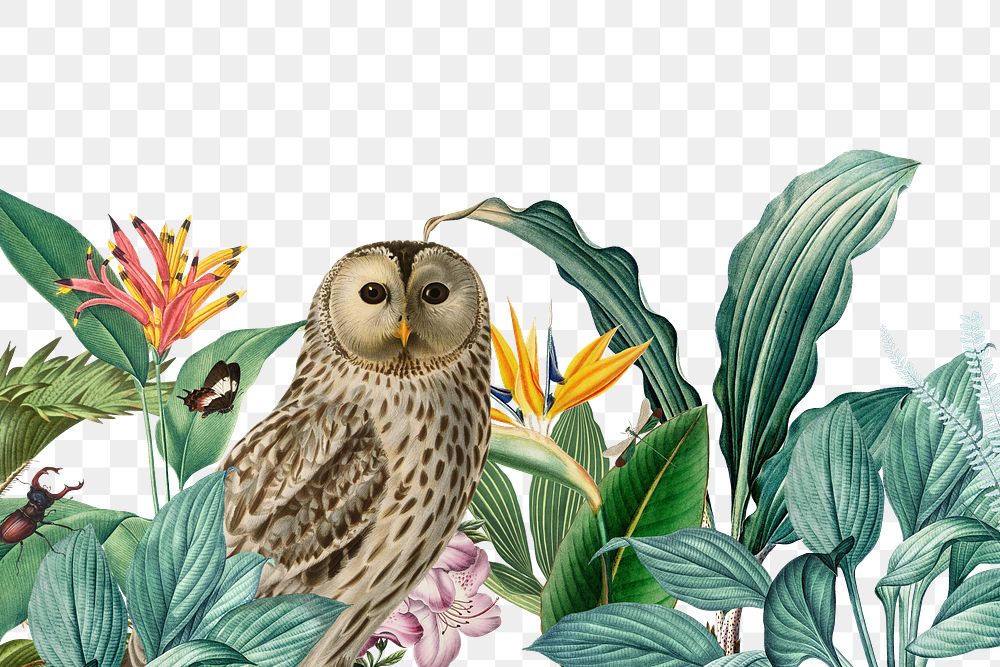 PNG Night owl png border, vintage animal illustration, transparent background. Remixed by rawpixel.