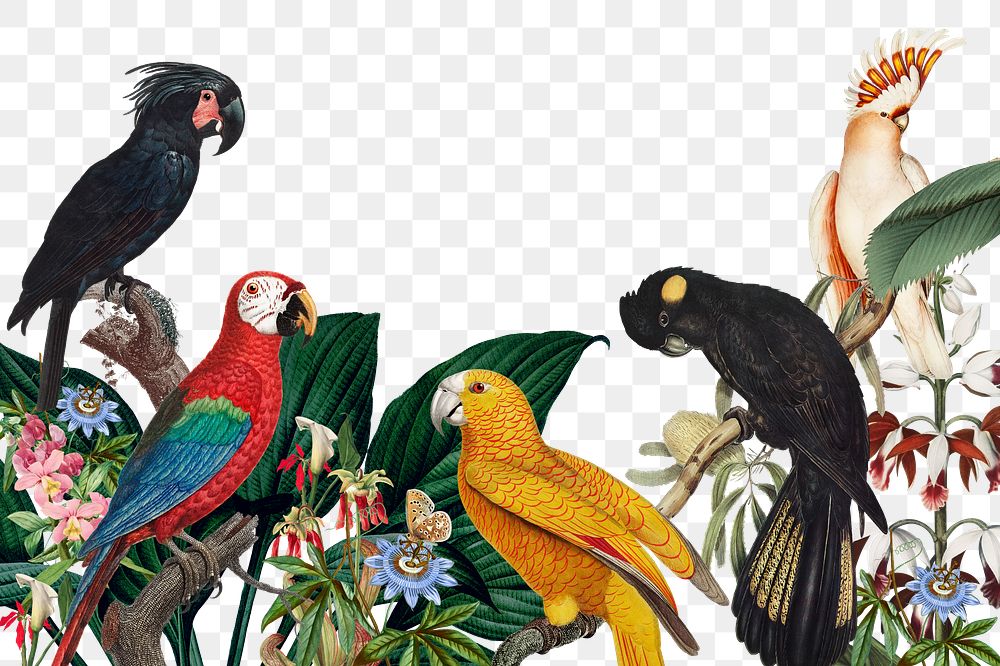PNG Exotic birds jungle, transparent background